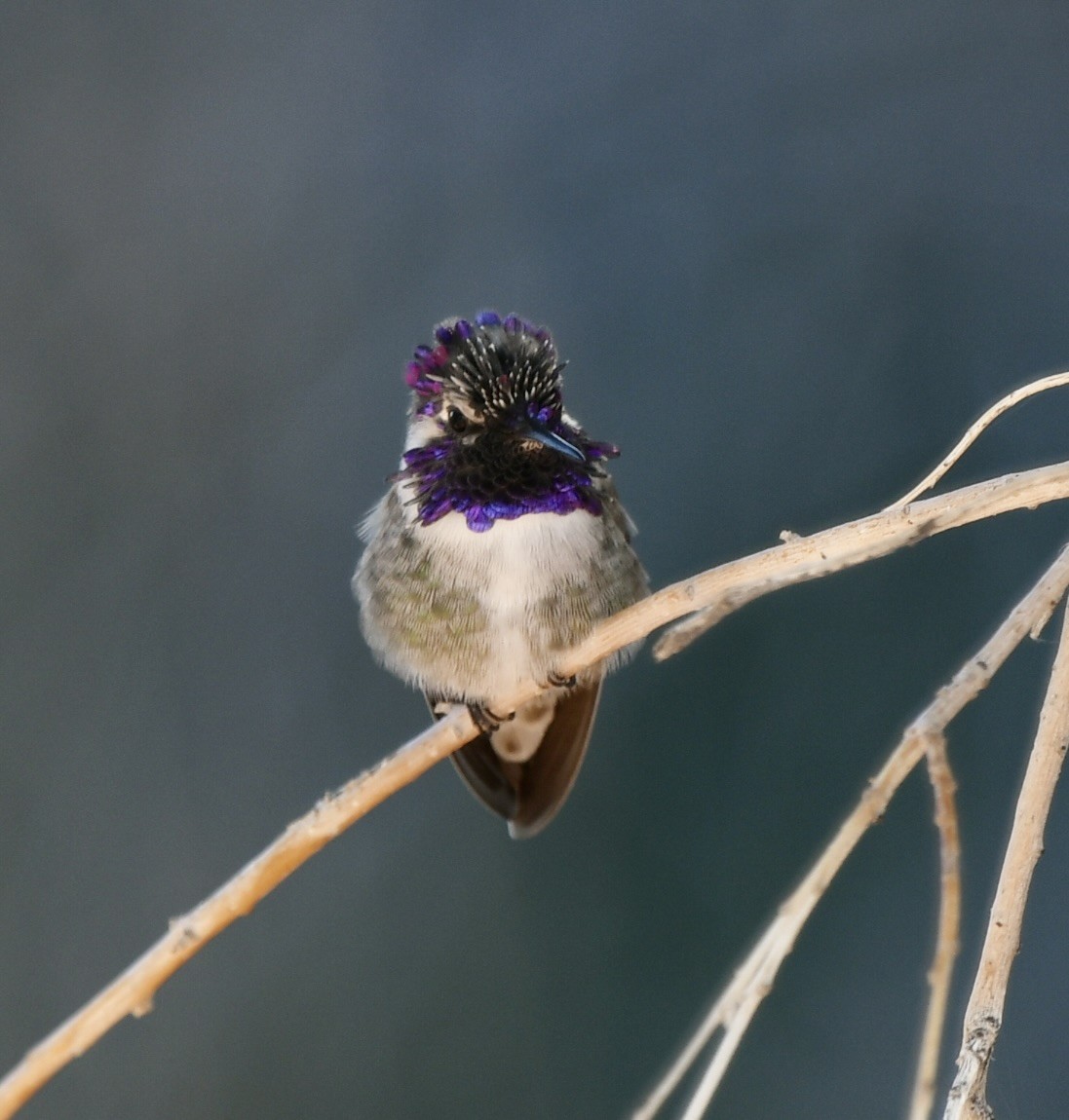 Costa's Hummingbird - ML612872367