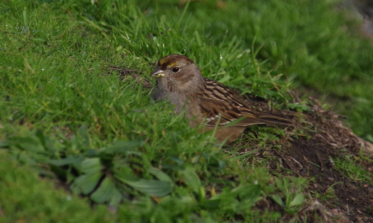 Golden-crowned Sparrow - J D