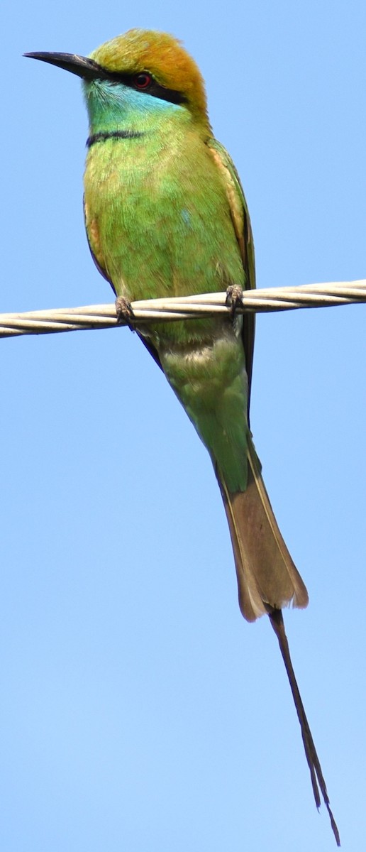Asian Green Bee-eater - ML612872416
