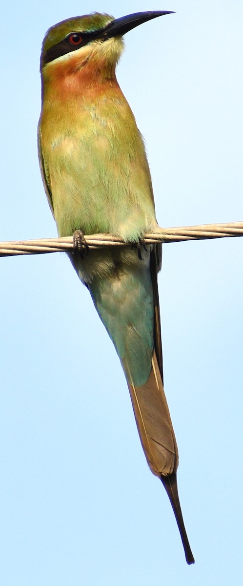 Blue-tailed Bee-eater - ML612872428
