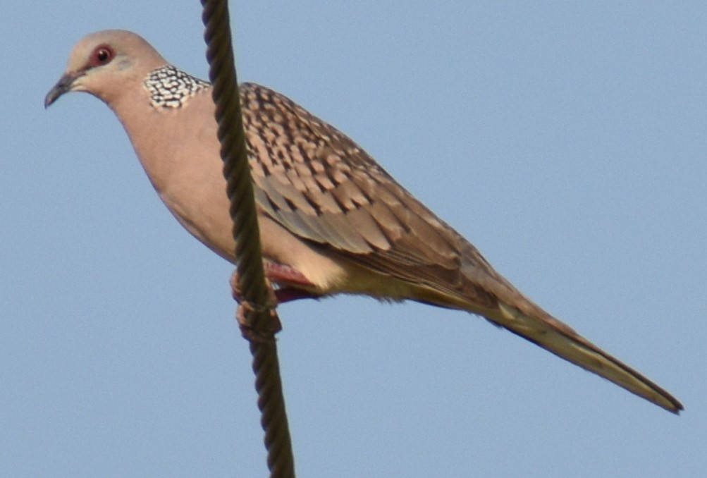 Spotted Dove - ML612872436