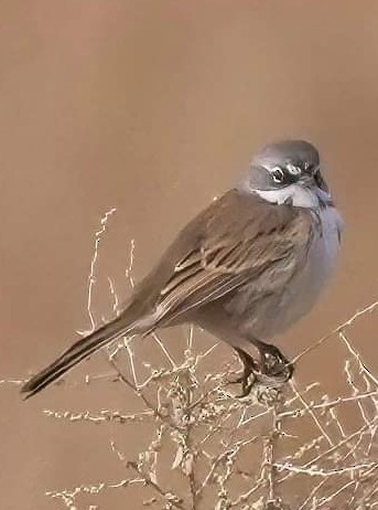 Bell's Sparrow - Joanne Kimura
