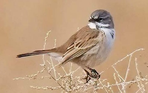 Bell's Sparrow - Joanne Kimura