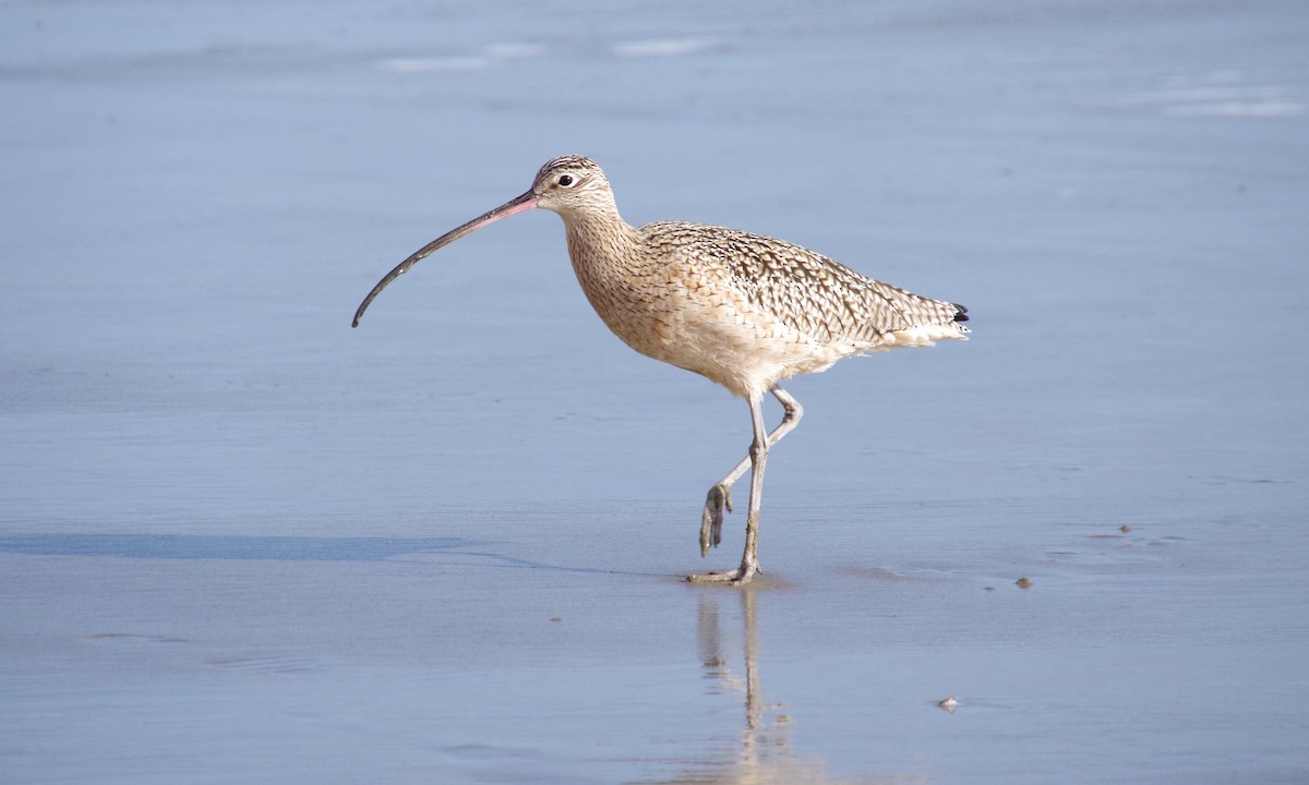 Long-billed Curlew - ML612872557