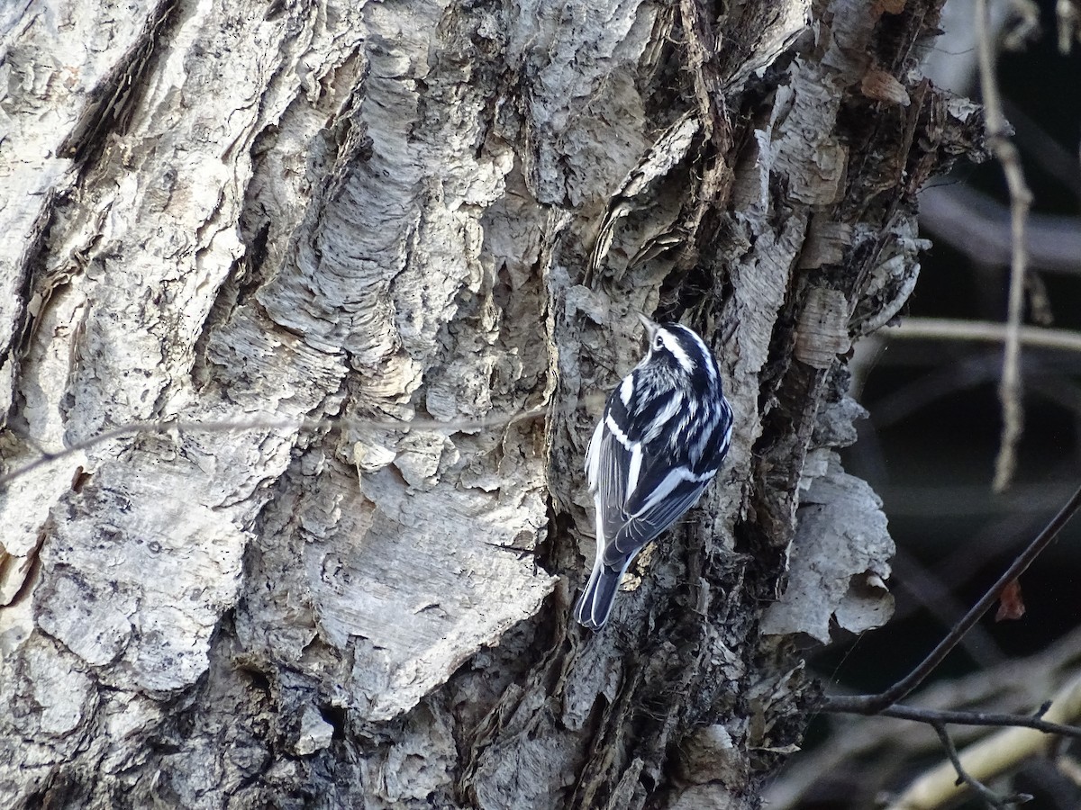 Black-and-white Warbler - ML612872566