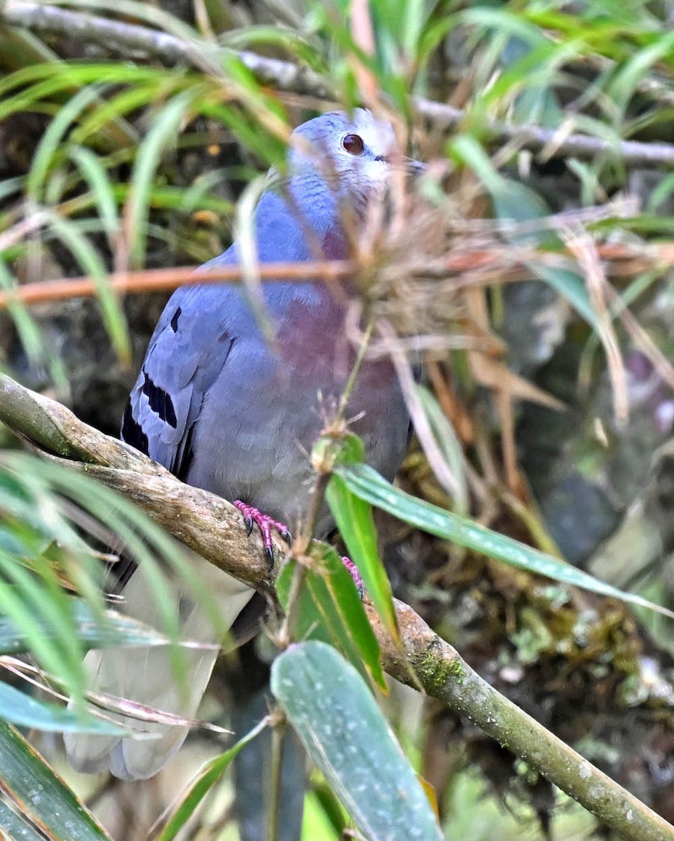Maroon-chested Ground Dove - ML612872642
