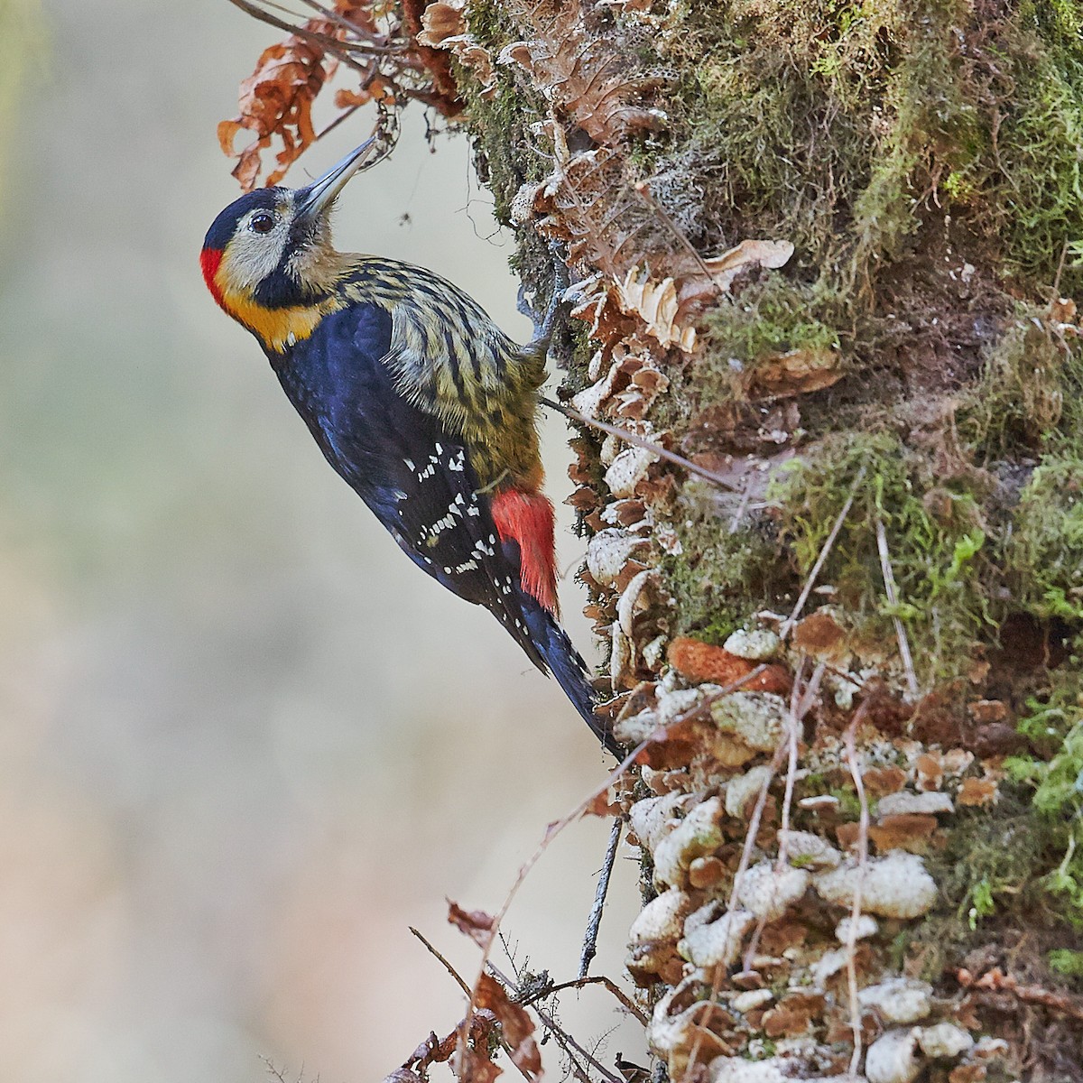 Darjeeling Woodpecker - Werner Suter