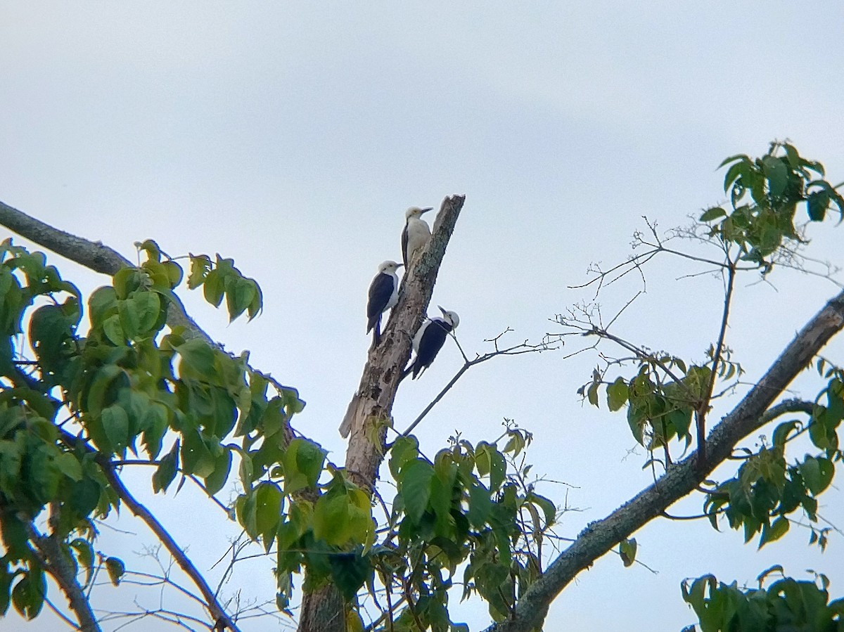 White Woodpecker - ML612872712