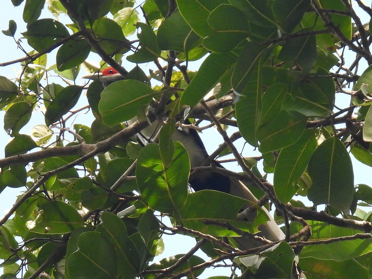 Red-faced Malkoha - ML612872849
