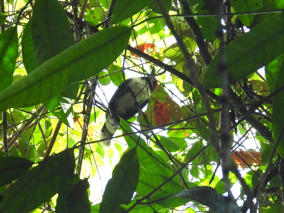 Red-faced Malkoha - ML612872850