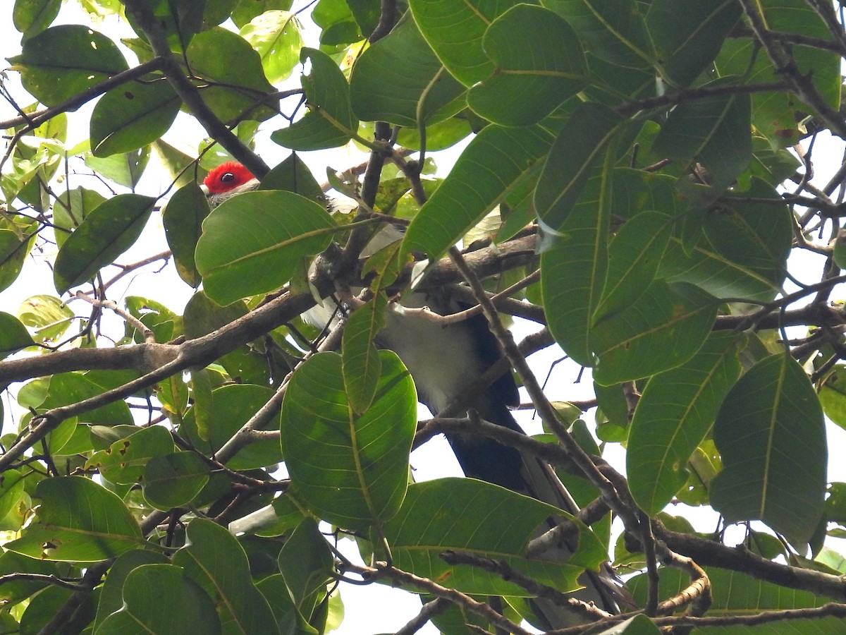 Red-faced Malkoha - ML612872852