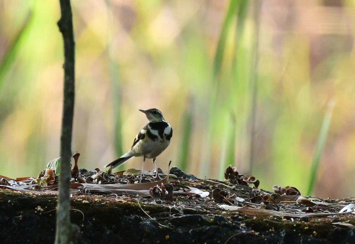 Forest Wagtail - ML612872881