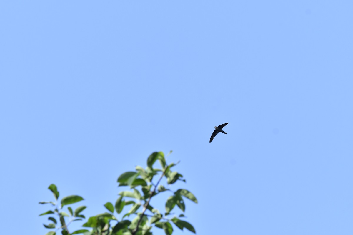 Indian Swiftlet - ML612873116