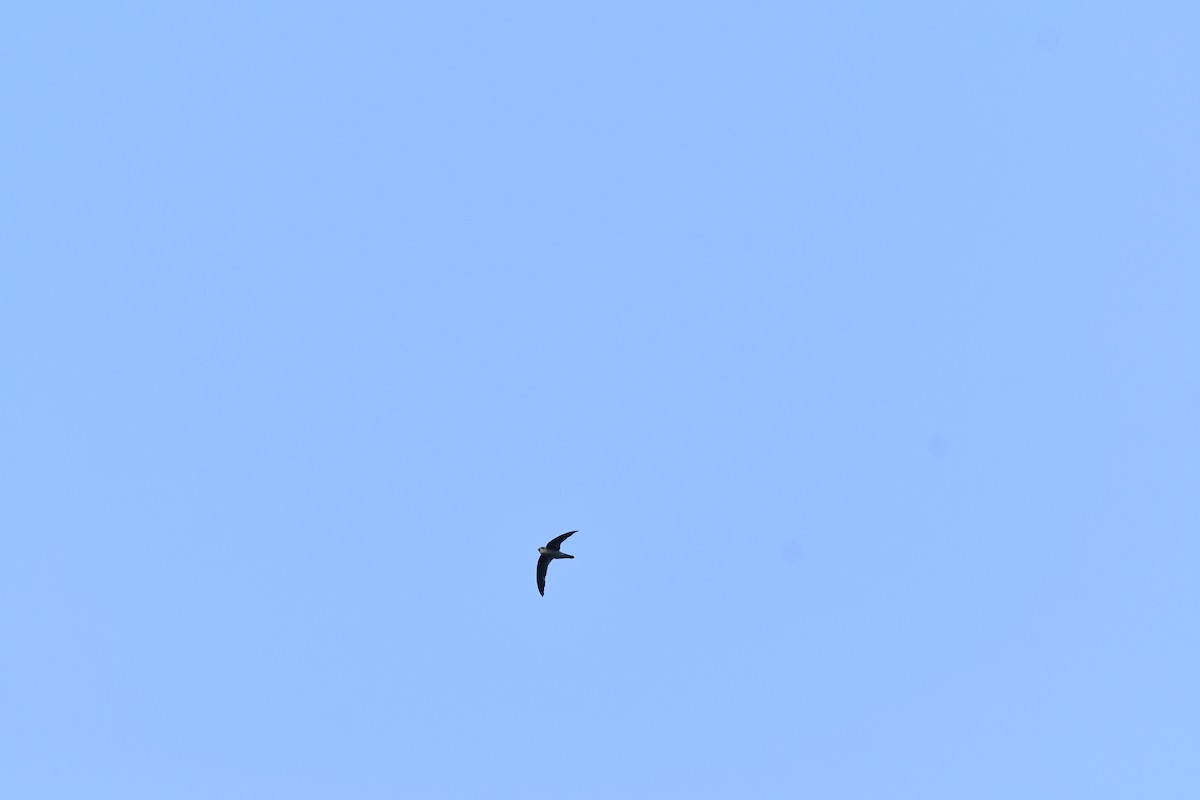Indian Swiftlet - ML612873117