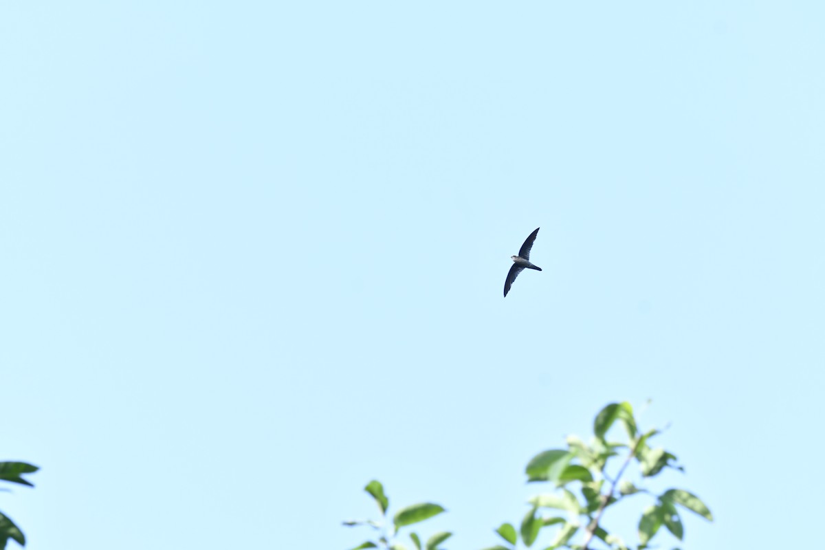 Indian Swiftlet - ML612873118