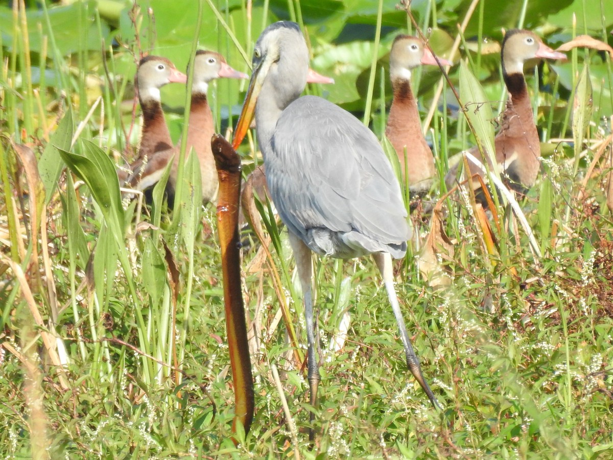 eBird Checklist 30 Dec 2023 The Celery Fields 82 species