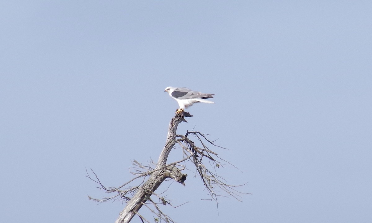 White-tailed Kite - ML612873134