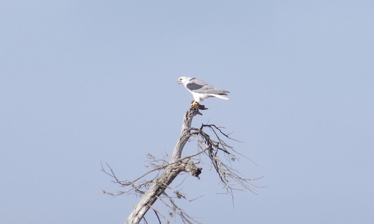 White-tailed Kite - ML612873135