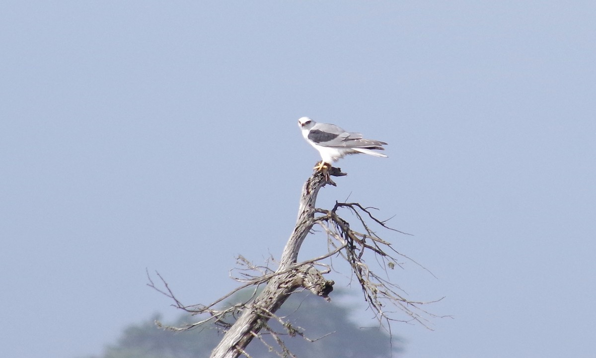 White-tailed Kite - ML612873139