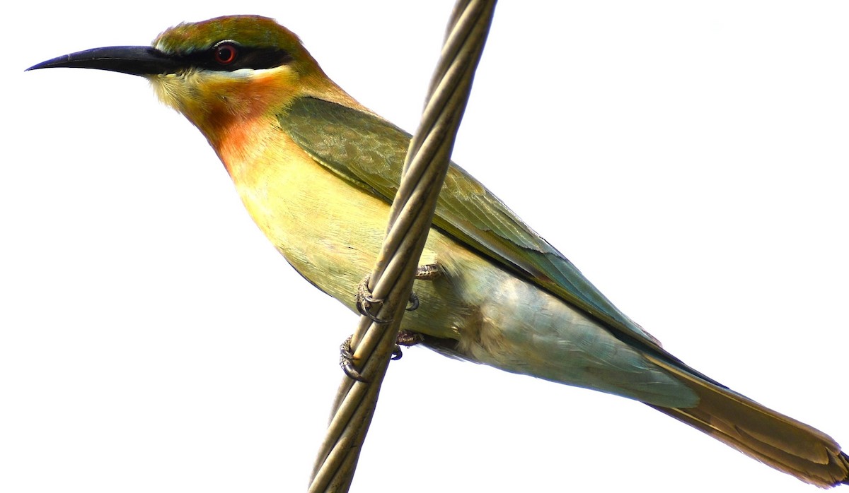 Blue-tailed Bee-eater - ML612873307
