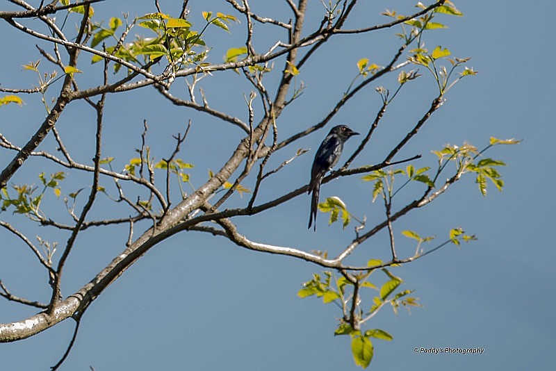 Fork-tailed Drongo-Cuckoo - Padmanav Kundu
