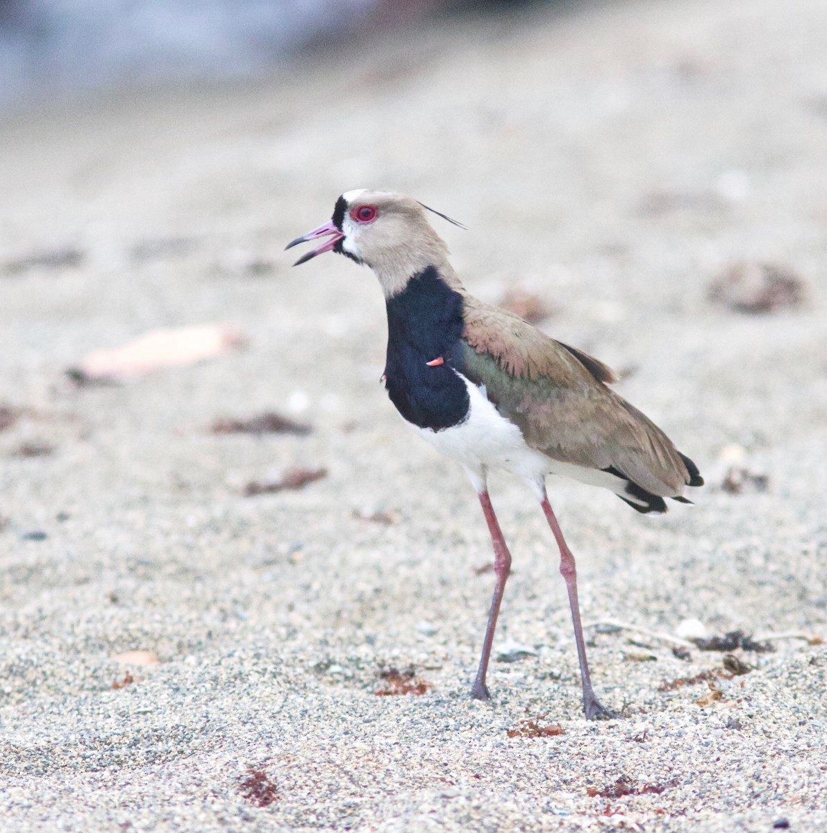 Southern Lapwing - Andre Moncrieff