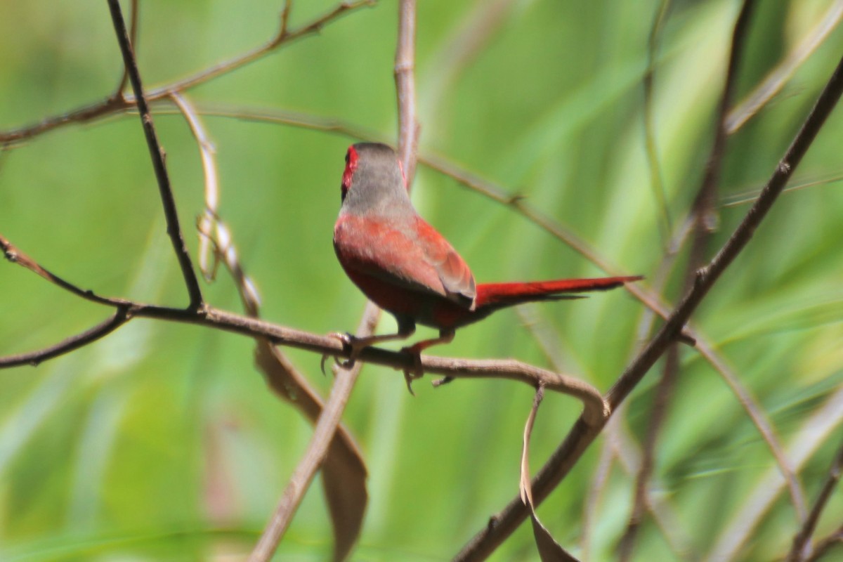 Crimson Finch (Black-bellied) - ML612873530