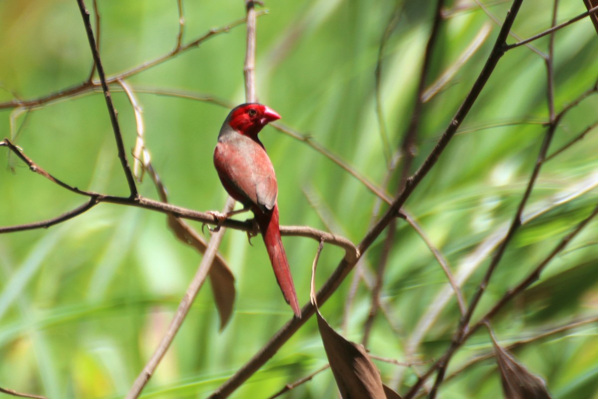Crimson Finch (Black-bellied) - ML612873531
