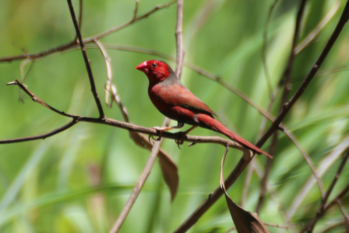 Crimson Finch (Black-bellied) - ML612873532