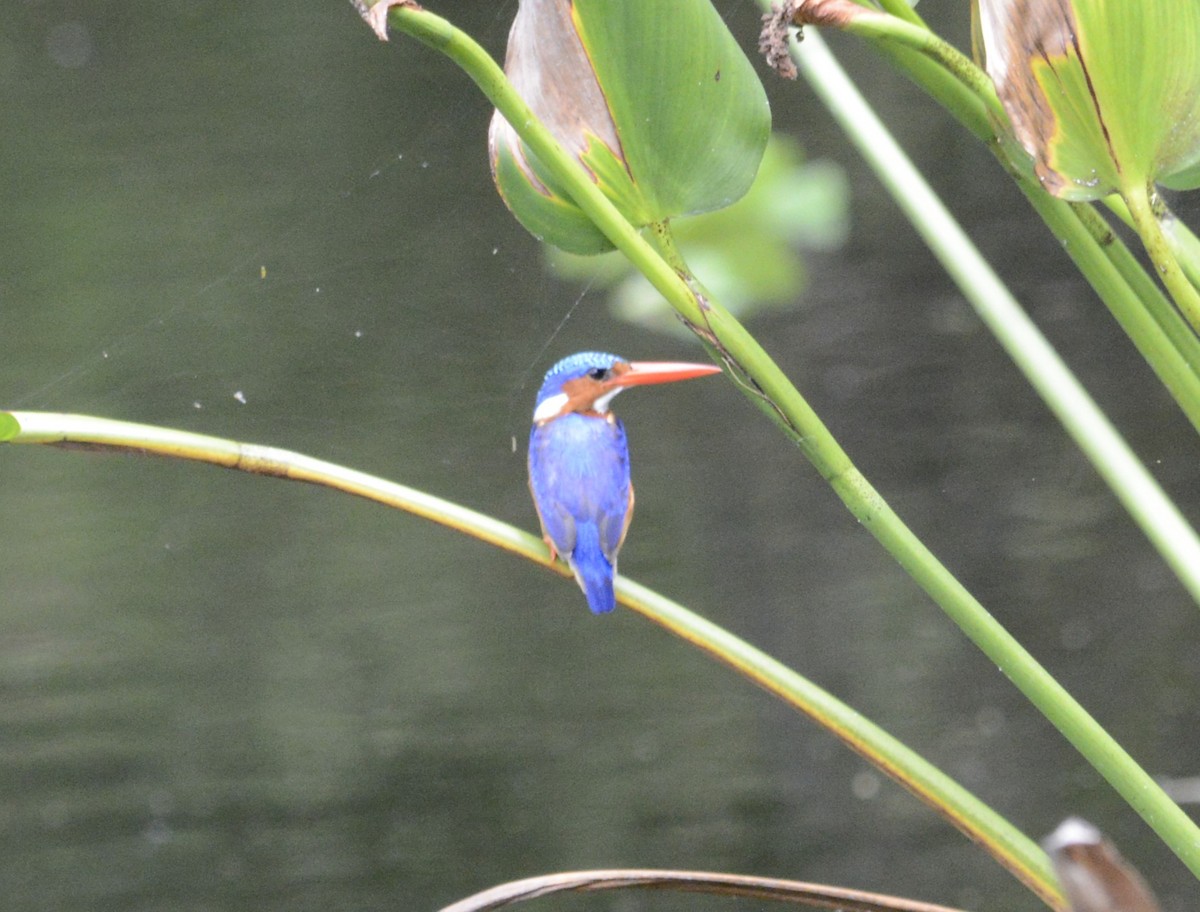 Malachite Kingfisher - Bertina K