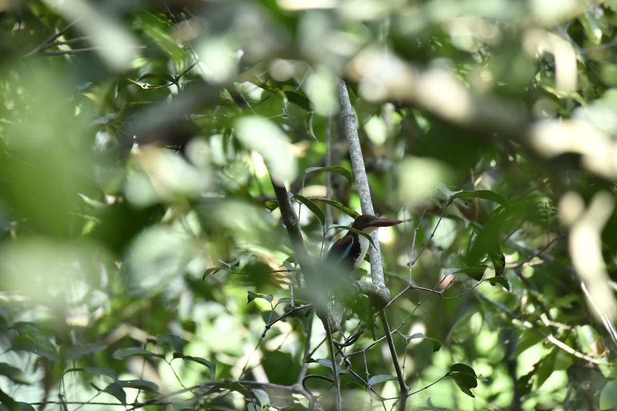 White-throated Kingfisher - ML612873591