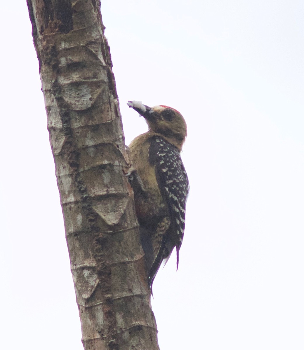 Red-crowned Woodpecker - Andre Moncrieff