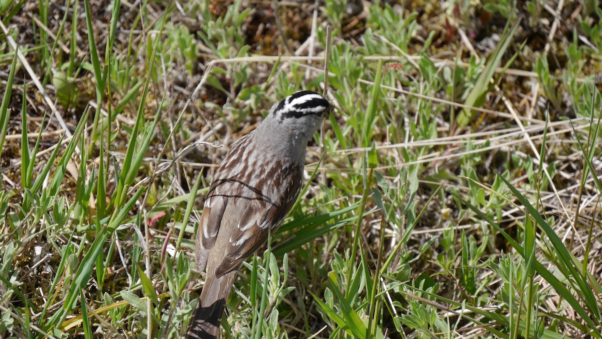 White-crowned Sparrow - Daniel Habekost