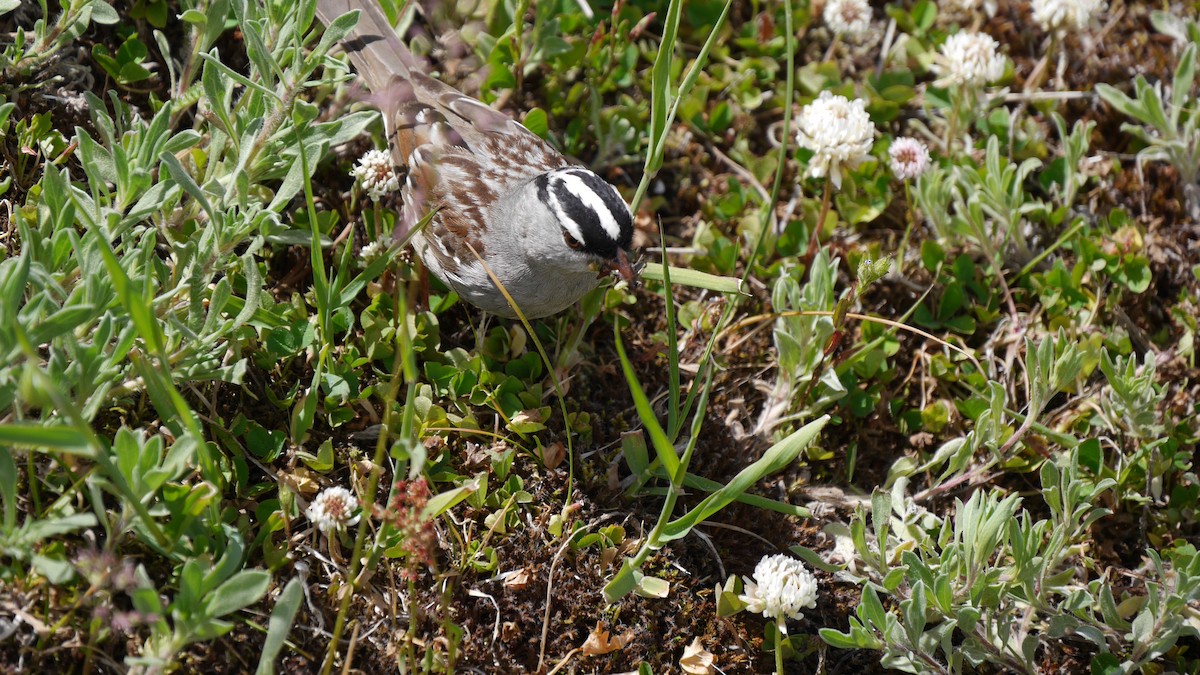 White-crowned Sparrow - ML612874065