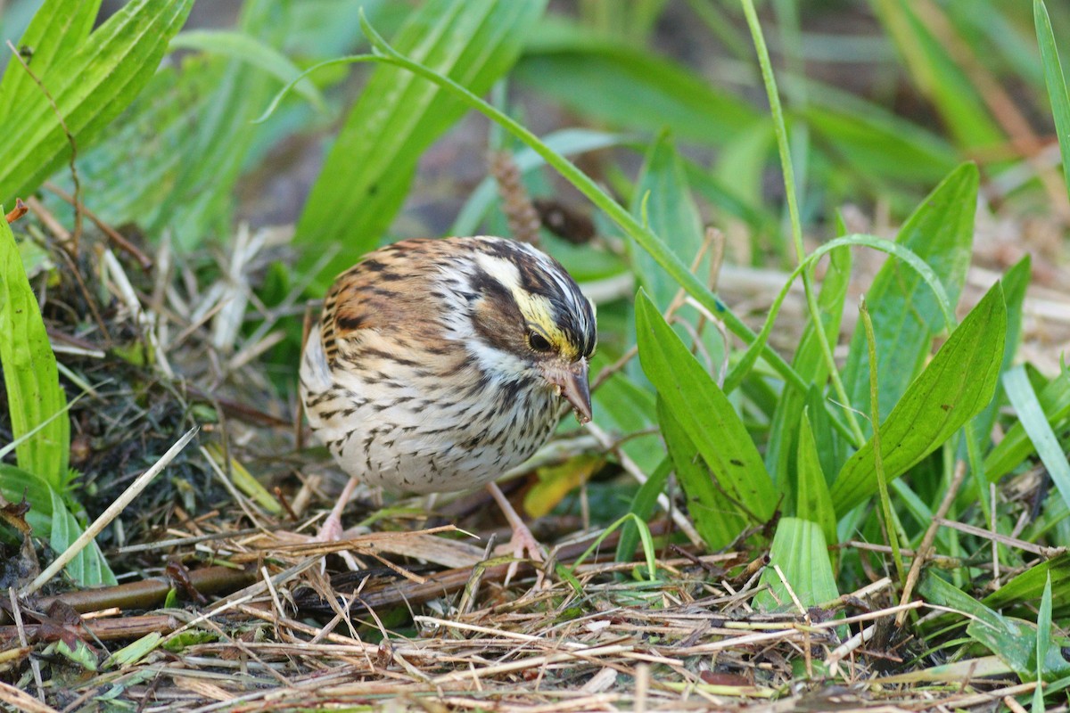 Yellow-browed Bunting - ML612874197