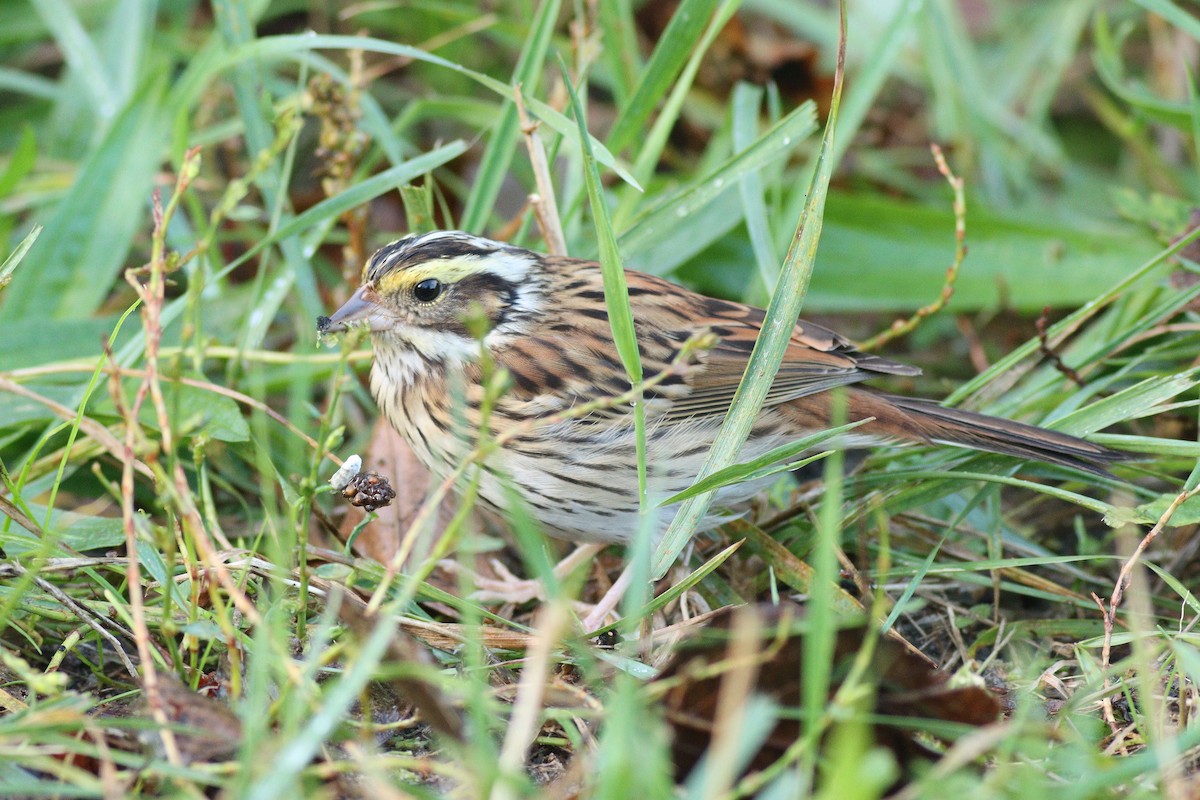 Yellow-browed Bunting - ML612874200