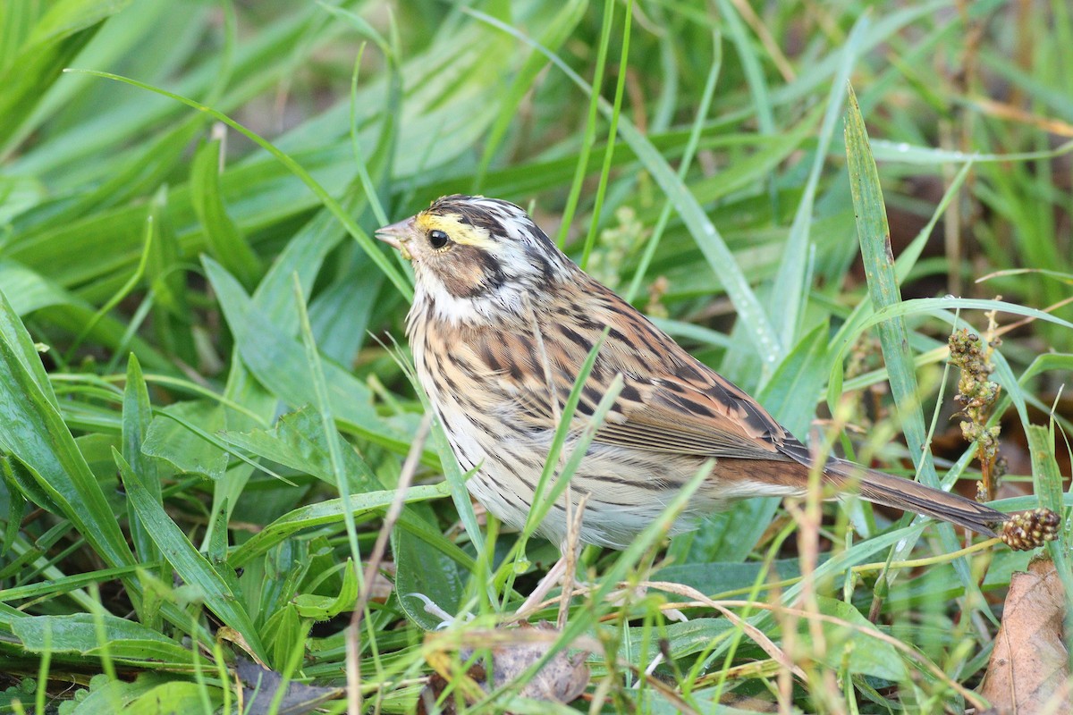 Yellow-browed Bunting - ML612874202