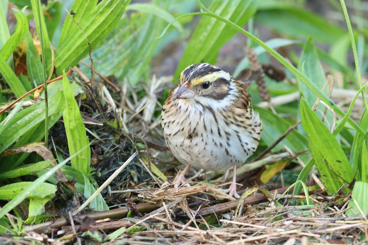 Yellow-browed Bunting - ML612874203