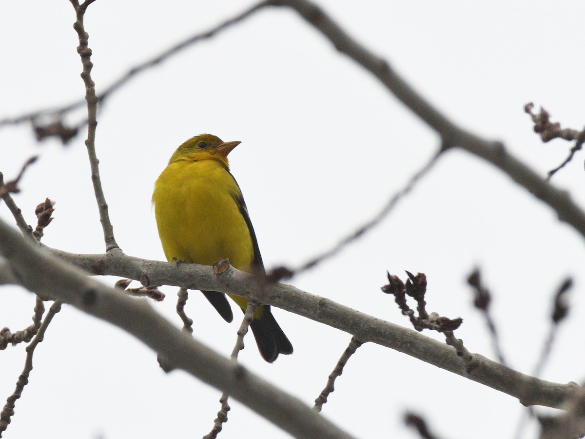 Western Tanager - ML612874279