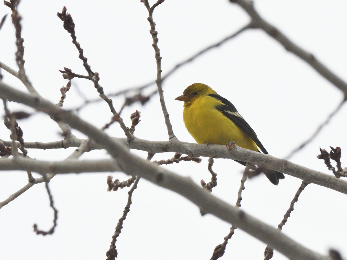 Western Tanager - ML612874280