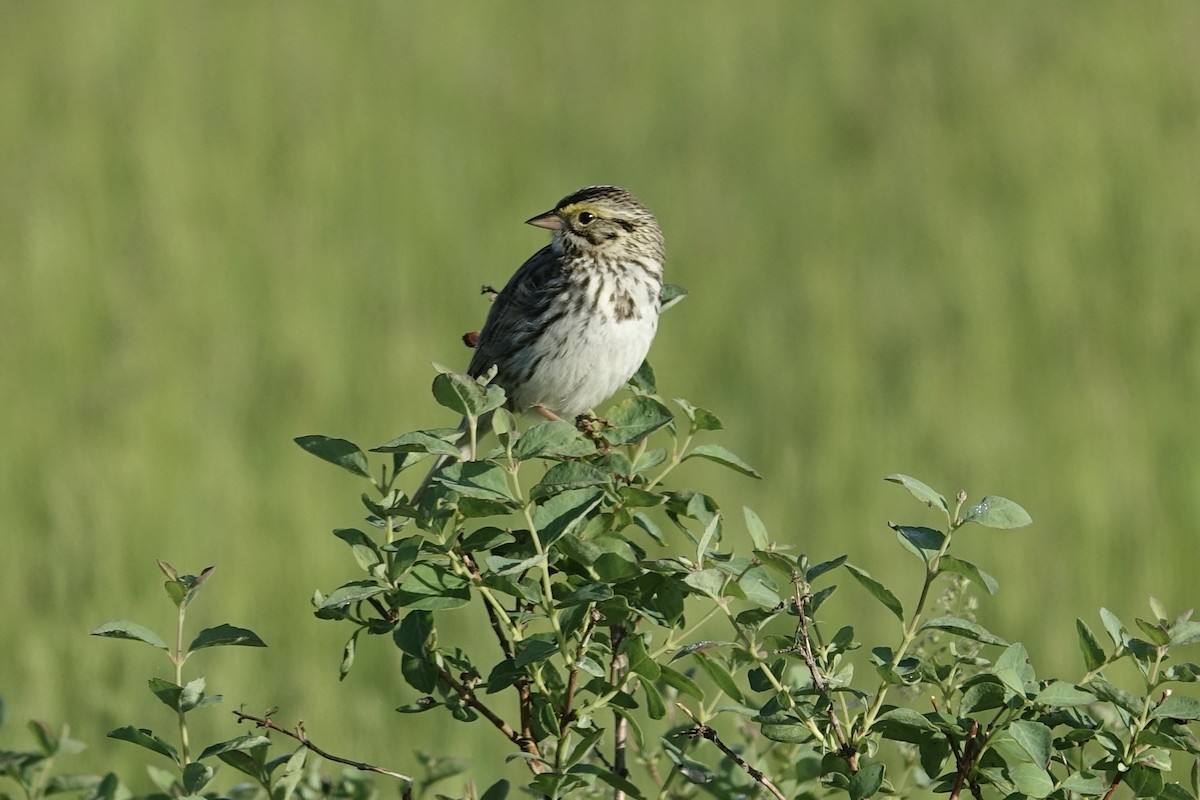 Savannah Sparrow - ML612874494