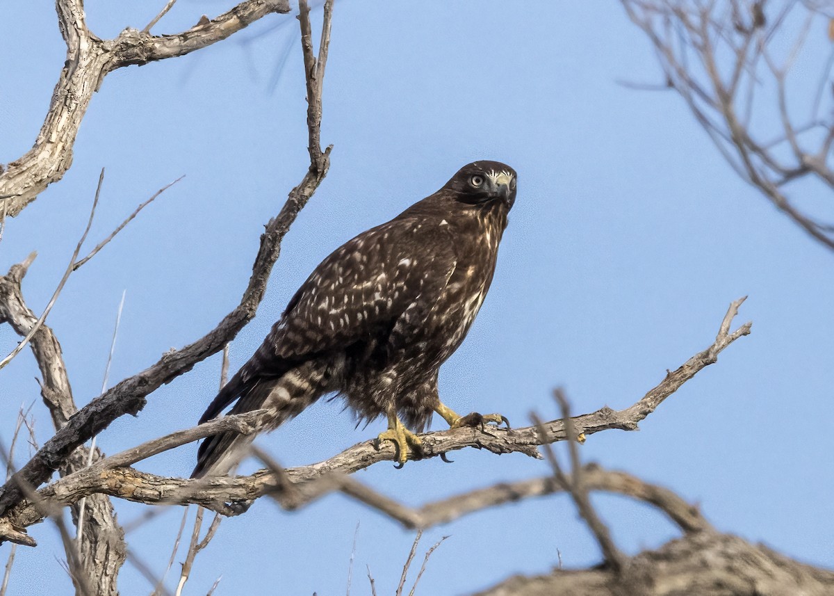 Red-tailed Hawk - ML612874630
