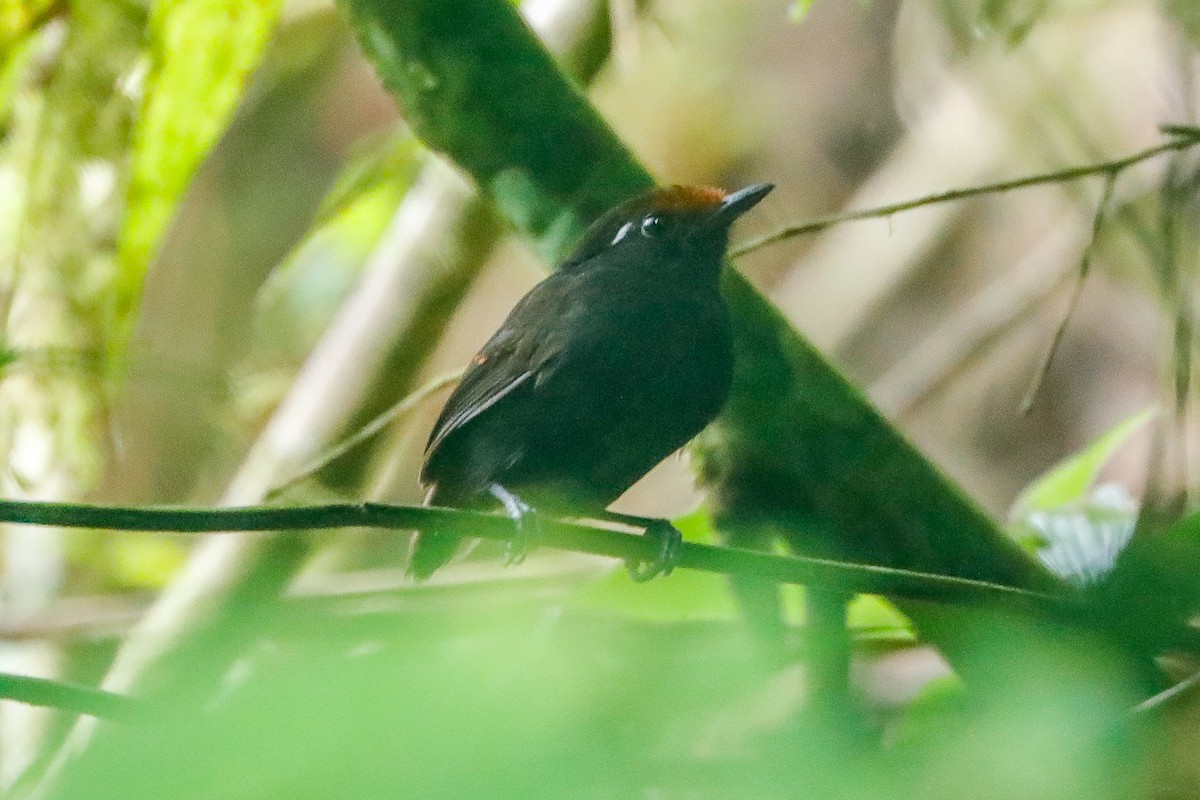 Chestnut-crowned Gnateater - ML612874631