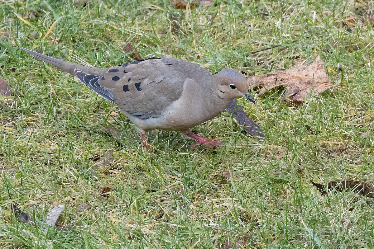 Mourning Dove - Chris S. Wood