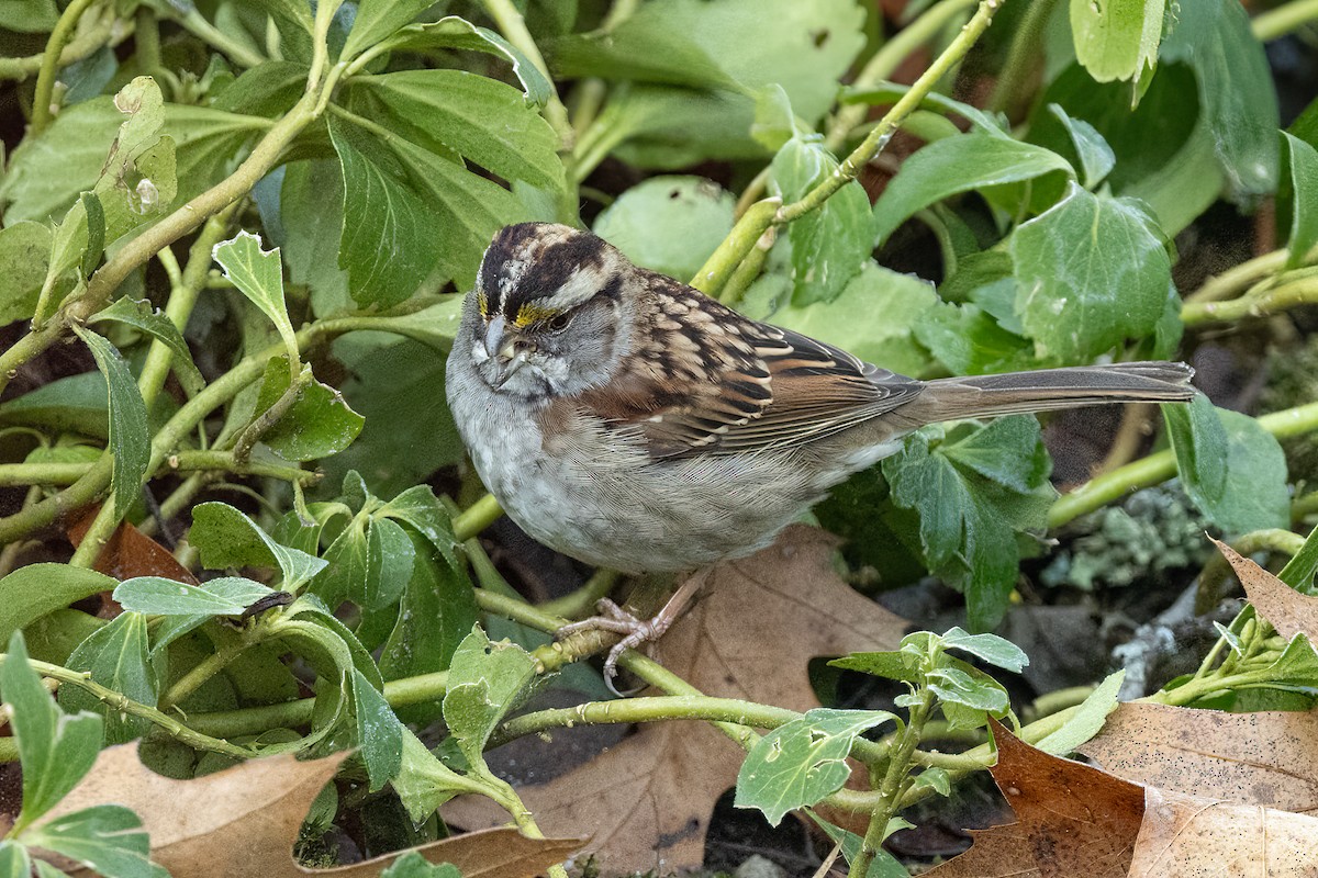 White-throated Sparrow - Chris S. Wood