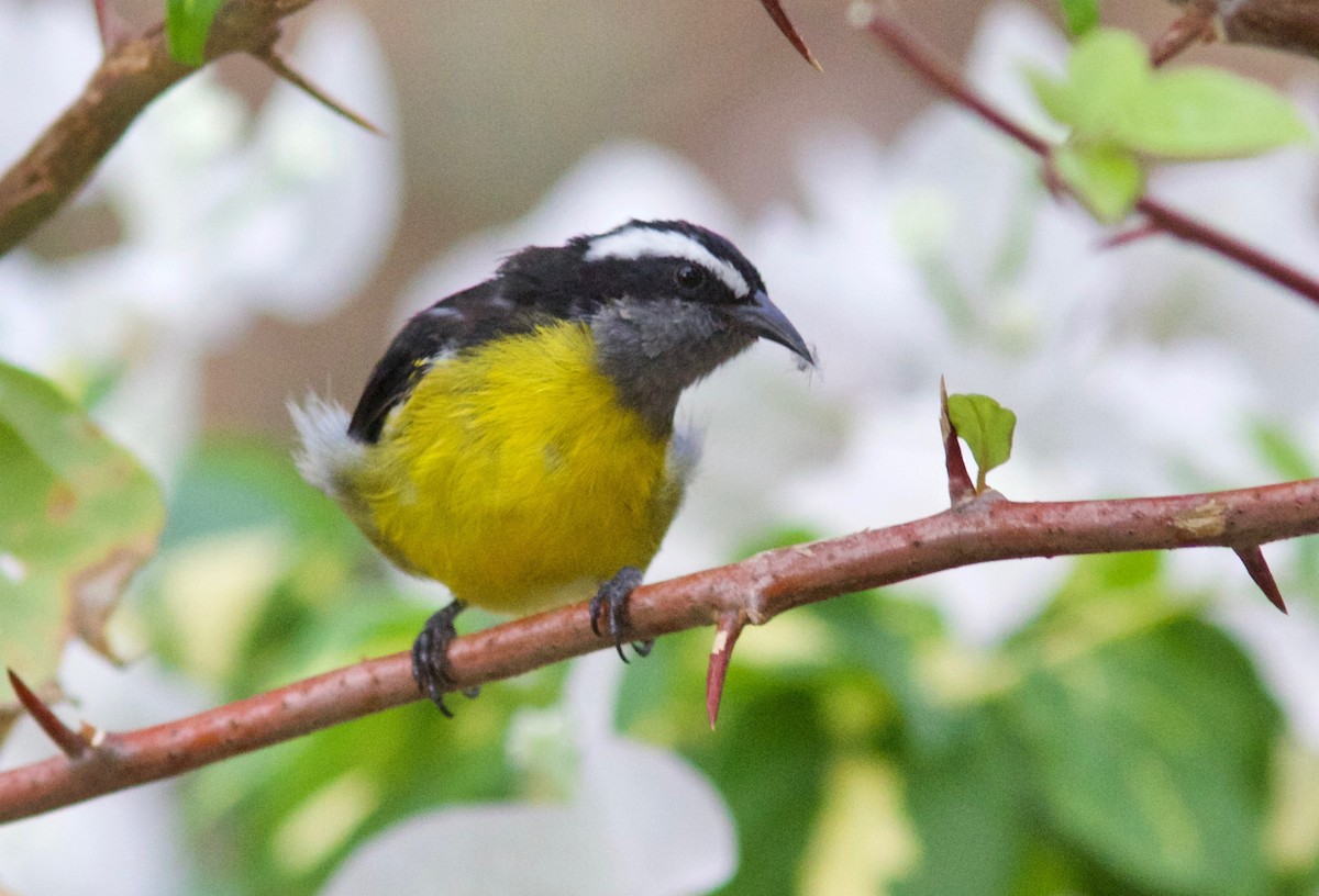 Bananaquit - Andre Moncrieff