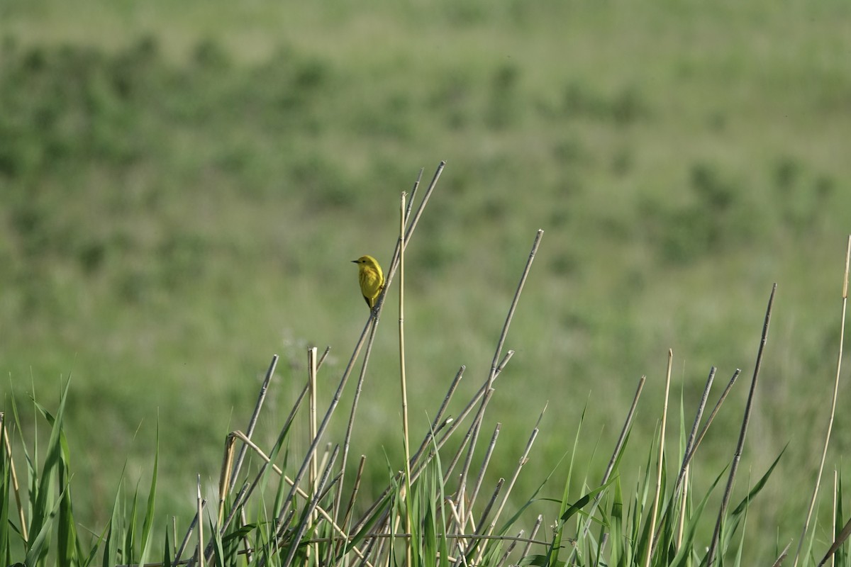 Yellow Warbler - ML612874959