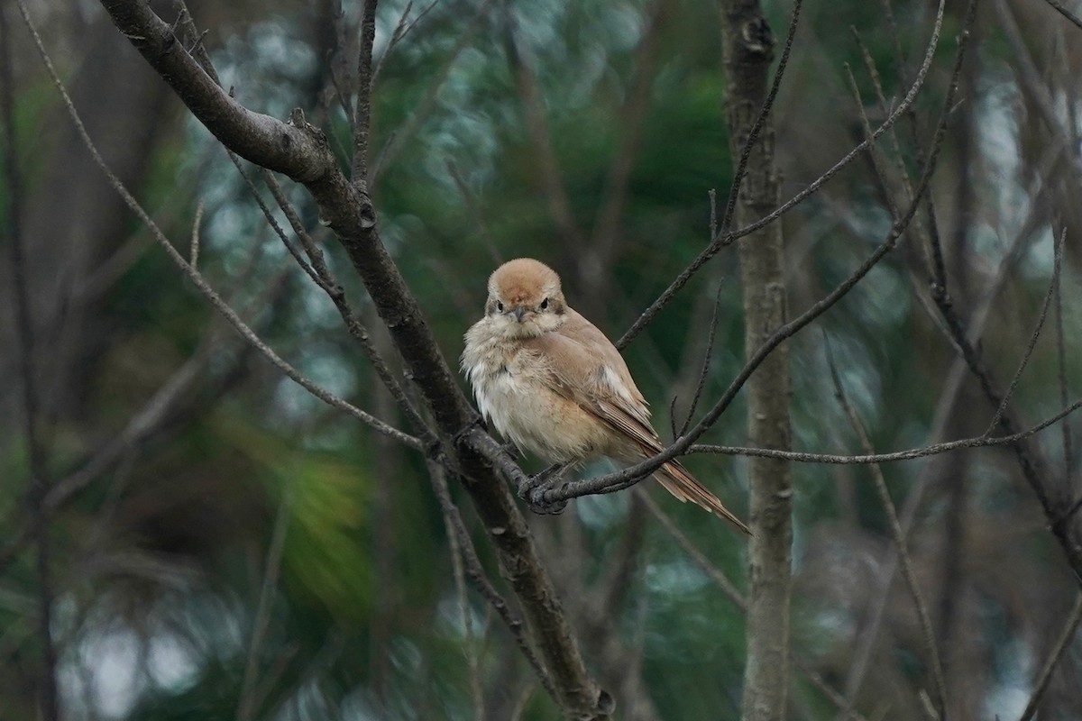 shrike sp. - Hung-Chieh Chien