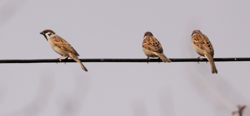 Eurasian Tree Sparrow - ML612875292