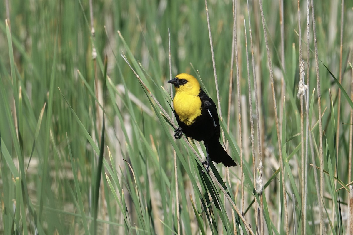 Yellow-headed Blackbird - ML612875407